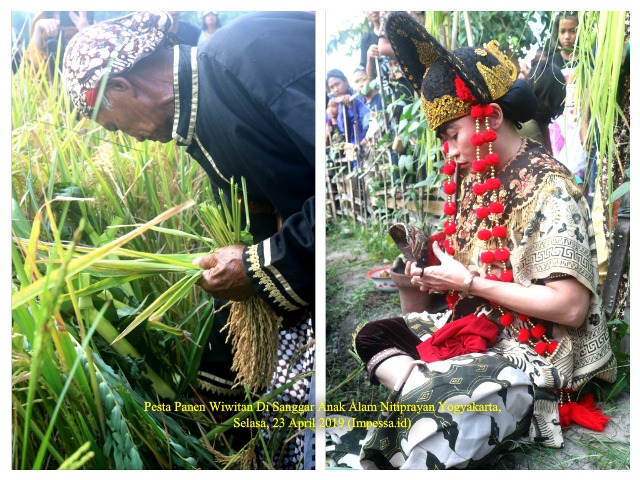 Pesta Panen Wiwitan Di Sanggar Anak Alam Yogyakarta, Ritual Wujud Syukur Kepada Tuhan Atas Panen Yang Tiba