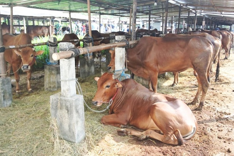 Sapi Sehat dan Surplus, KULON PROGO Terapkan Skrining Ketat Berlapis Terhadap Hewan Kurban